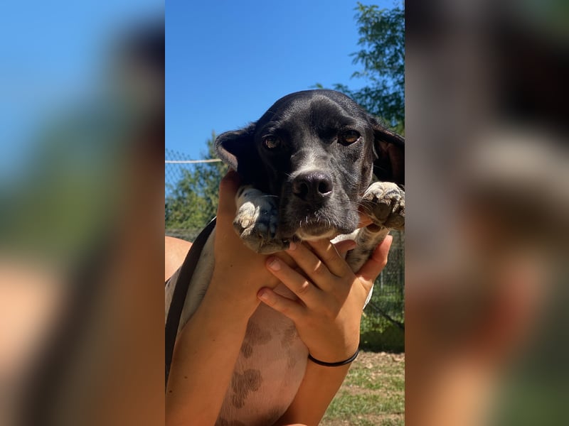 Arno - Zarte Seele sucht ein Zuhause