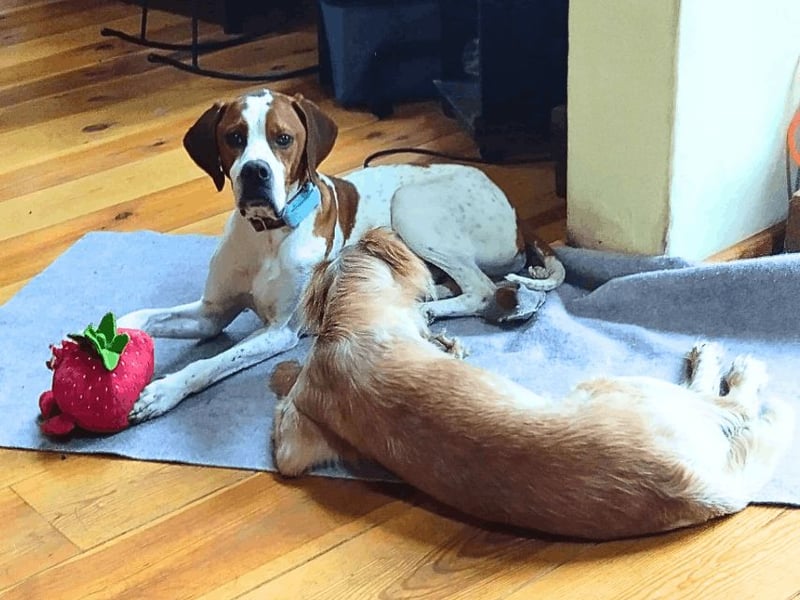 Lucio -  sucht Nähe und Wärme