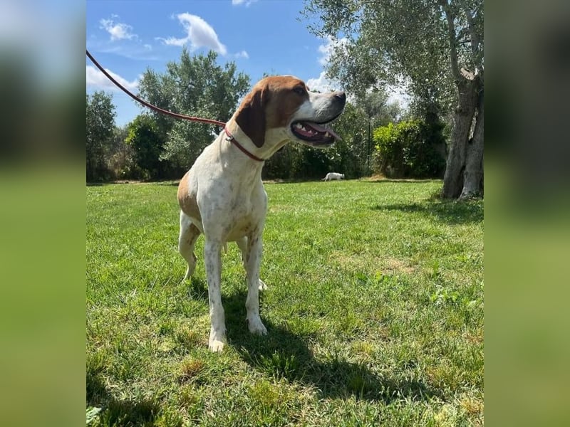 Lucio -  sucht Nähe und Wärme