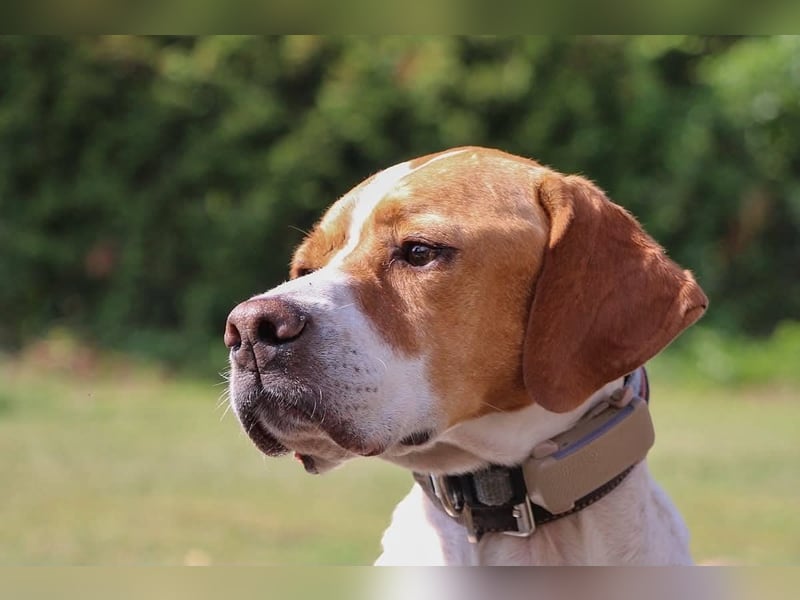 Pointer Rüde Chico sucht seine Menschen (Tierschutz / in Pflegestelle)
