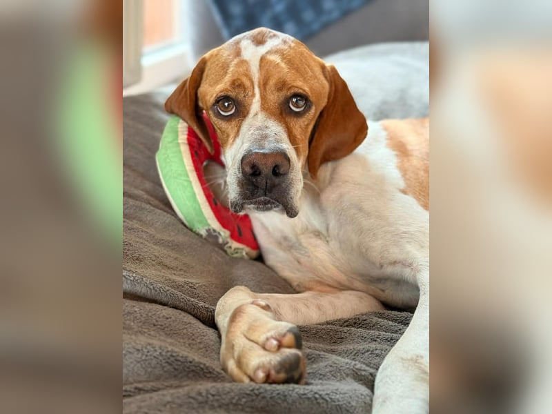 Pointer Rüde Chico sucht seine Menschen (Tierschutz / in Pflegestelle)