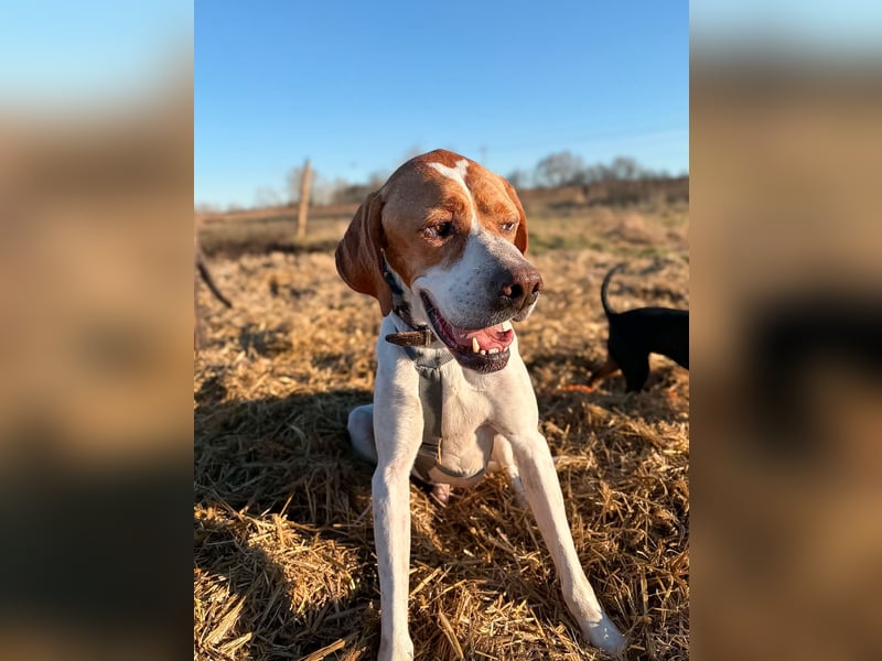 Pointer Rüde Chico sucht seine Menschen (Tierschutz / in Pflegestelle)