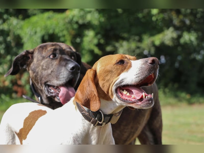 Pointer Rüde Chico sucht seine Menschen (Tierschutz / in Pflegestelle)
