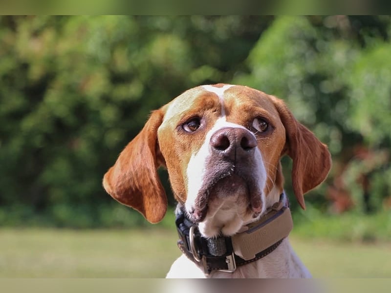 Pointer Rüde Chico sucht seine Menschen (Tierschutz / in Pflegestelle)