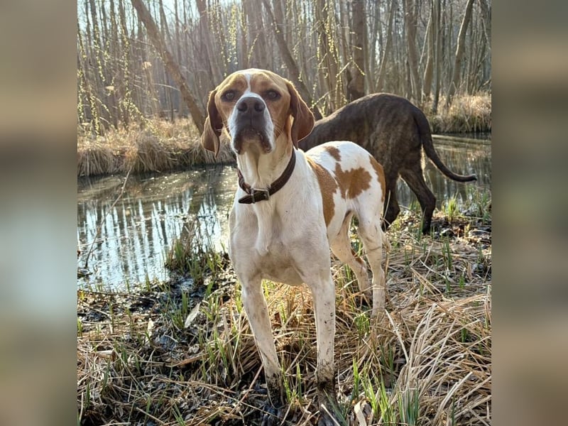 Pointer Rüde Chico sucht seine Menschen (Tierschutz / in Pflegestelle)