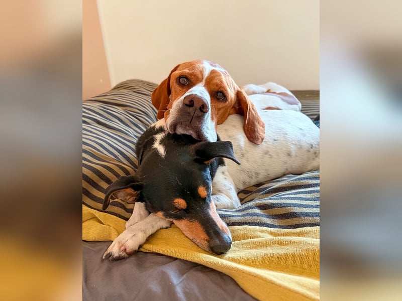 Pointer Rüde Chico sucht seine Menschen (Tierschutz / in Pflegestelle)