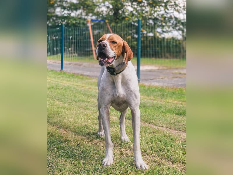 Pointer Rüde Chico sucht seine Menschen (Tierschutz / in Pflegestelle)
