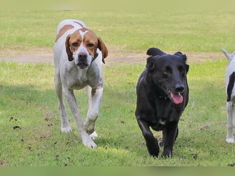 Pointer Rüde Chico sucht seine Menschen (Tierschutz / in Pflegestelle)