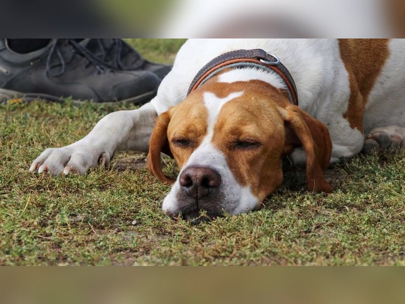 Pointer Rüde Chico sucht seine Menschen (Tierschutz / in Pflegestelle)