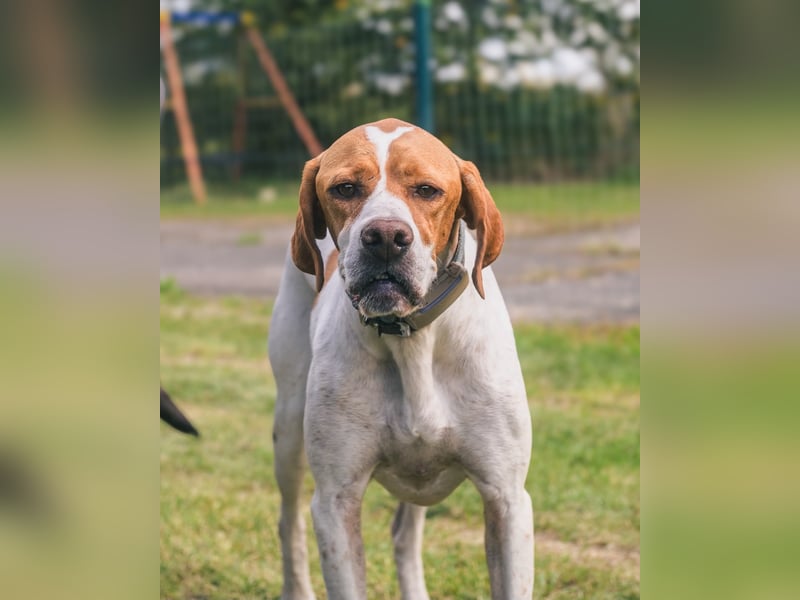 Pointer Rüde Chico sucht seine Menschen (Tierschutz / in Pflegestelle)