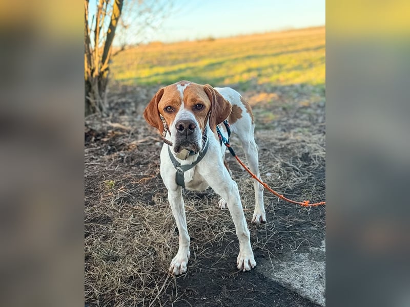 Pointer Rüde Chico sucht seine Menschen (Tierschutz / in Pflegestelle)