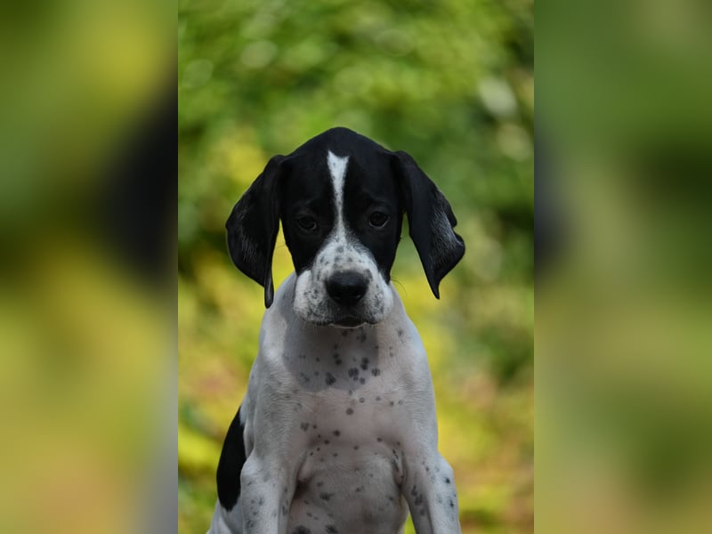 Englisch Pointerwelpen