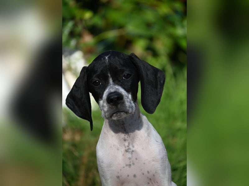 Englisch Pointerwelpen