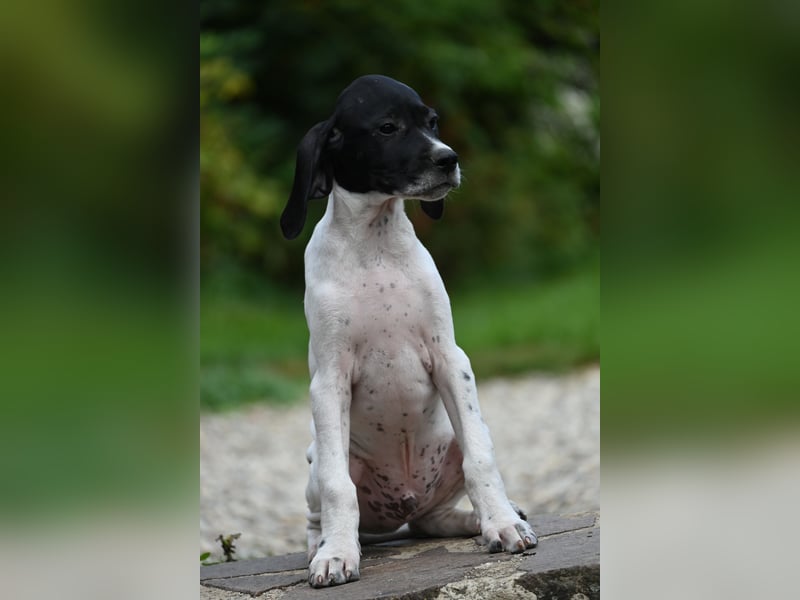 Englisch Pointerwelpen