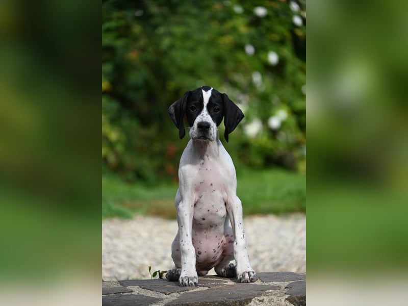 Englisch Pointerwelpen