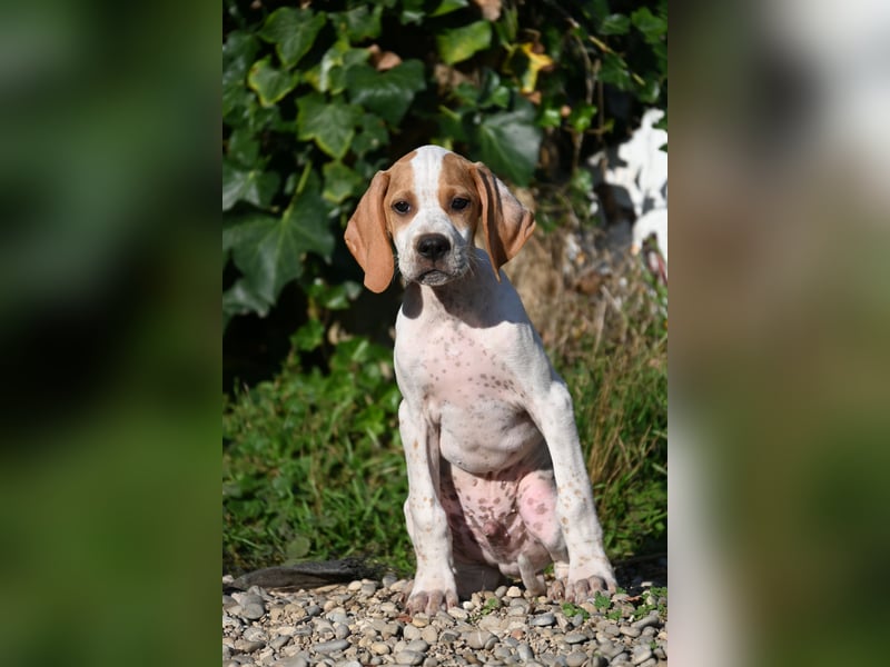 Englisch Pointerwelpen