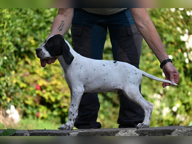 Englisch Pointerwelpen