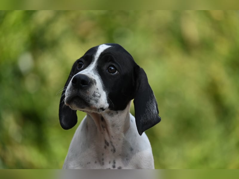 Englisch Pointerwelpen