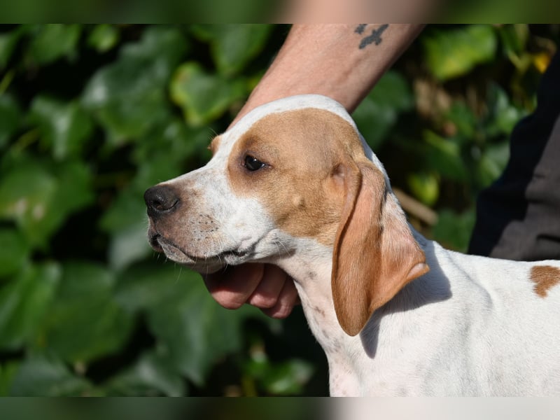 Englisch Pointerwelpen