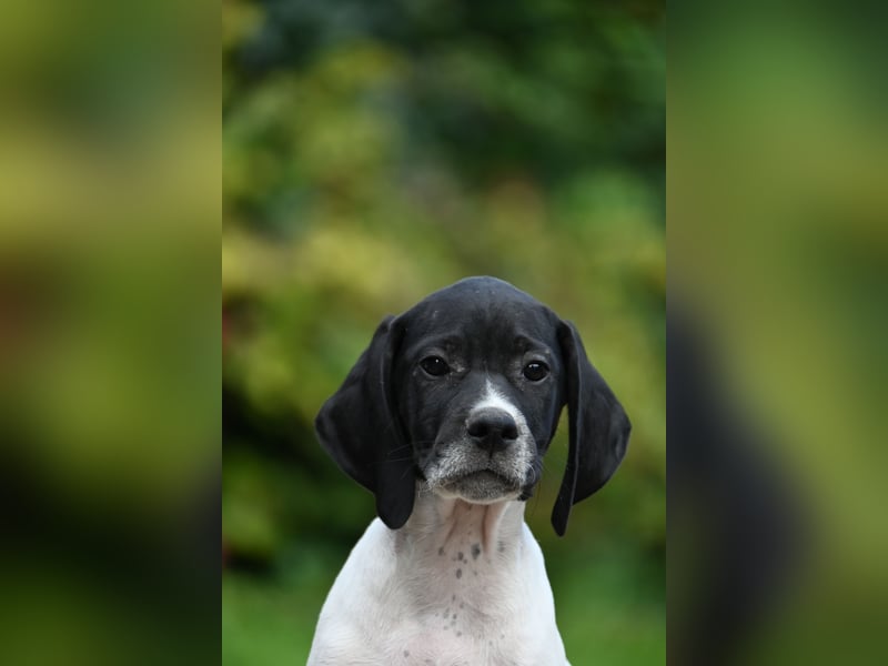 Englisch Pointerwelpen