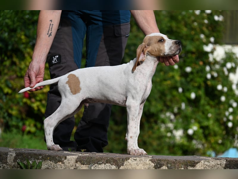 Englisch Pointerwelpen