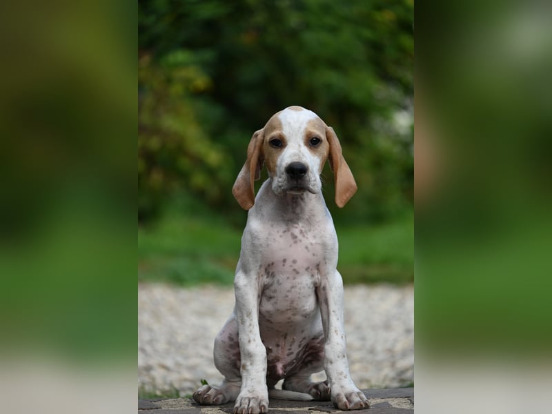 Englisch Pointerwelpen