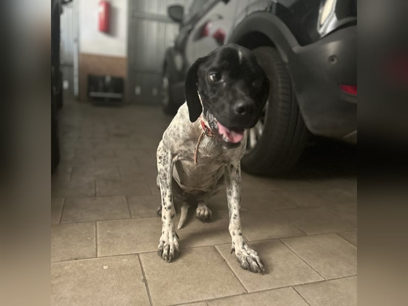 Bamby - eine muntere freundliche Hündin