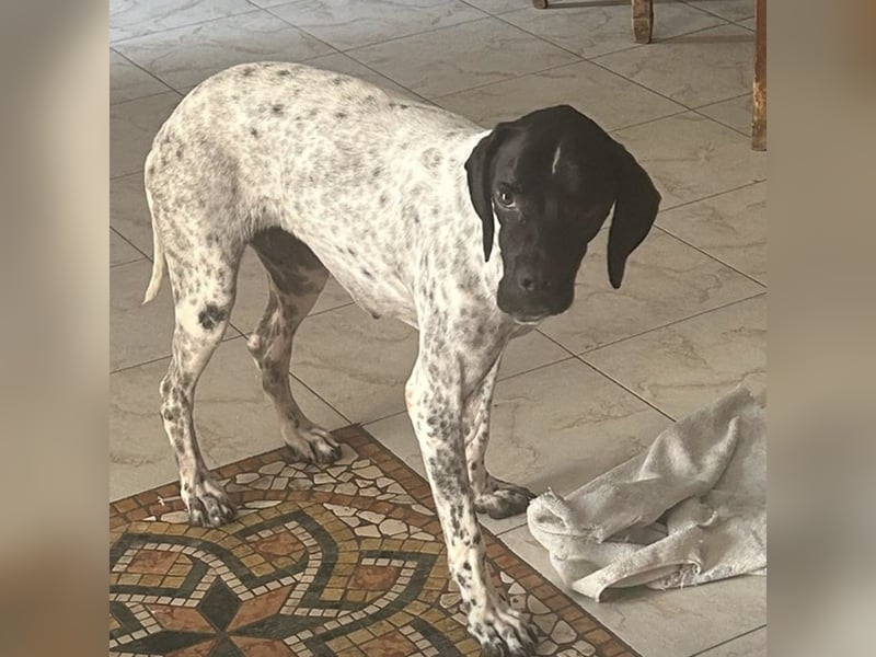 Bamby - eine muntere freundliche Hündin