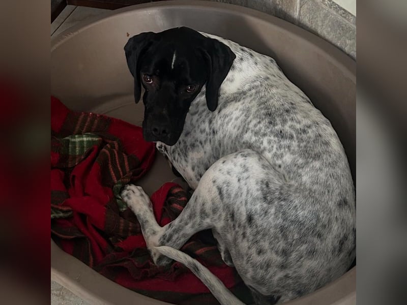 Bamby - eine muntere freundliche Hündin