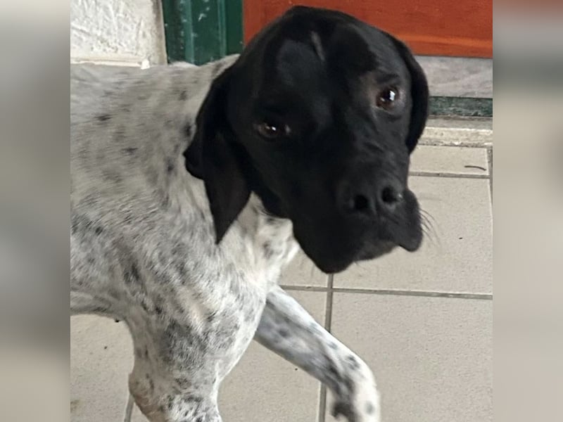 Bamby - eine muntere freundliche Hündin