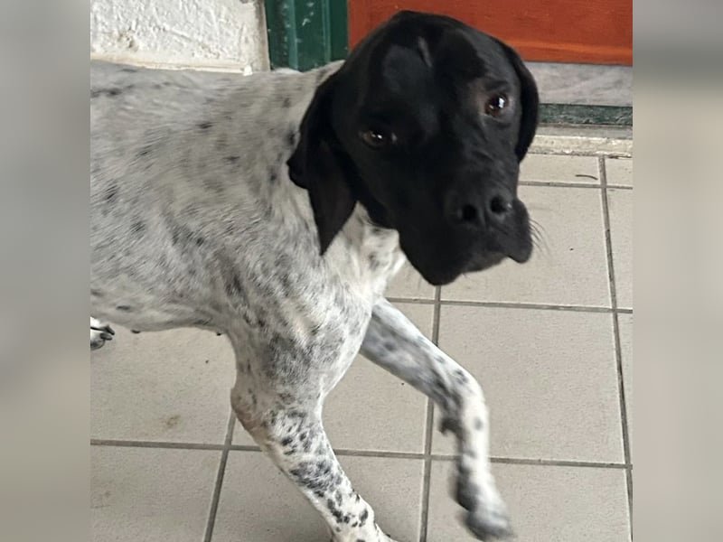 Bamby - eine muntere freundliche Hündin