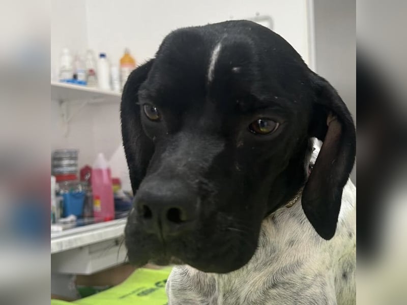 Bamby - eine muntere freundliche Hündin