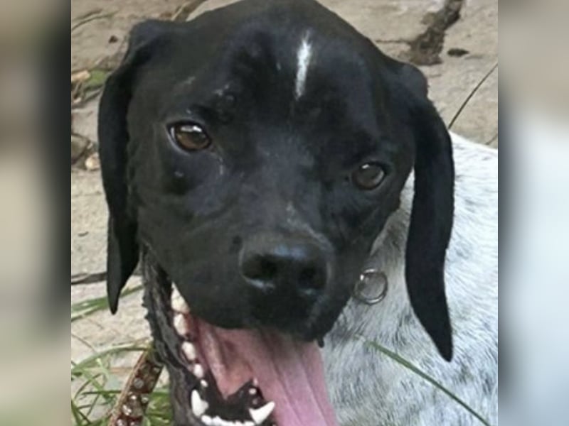 Bamby - eine muntere freundliche Hündin