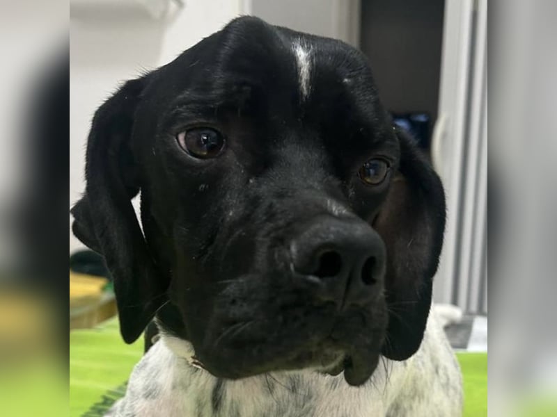 Bamby - eine muntere freundliche Hündin