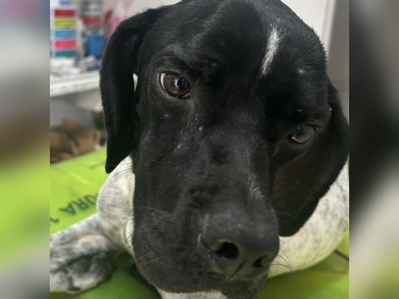 Bamby - eine muntere freundliche Hündin