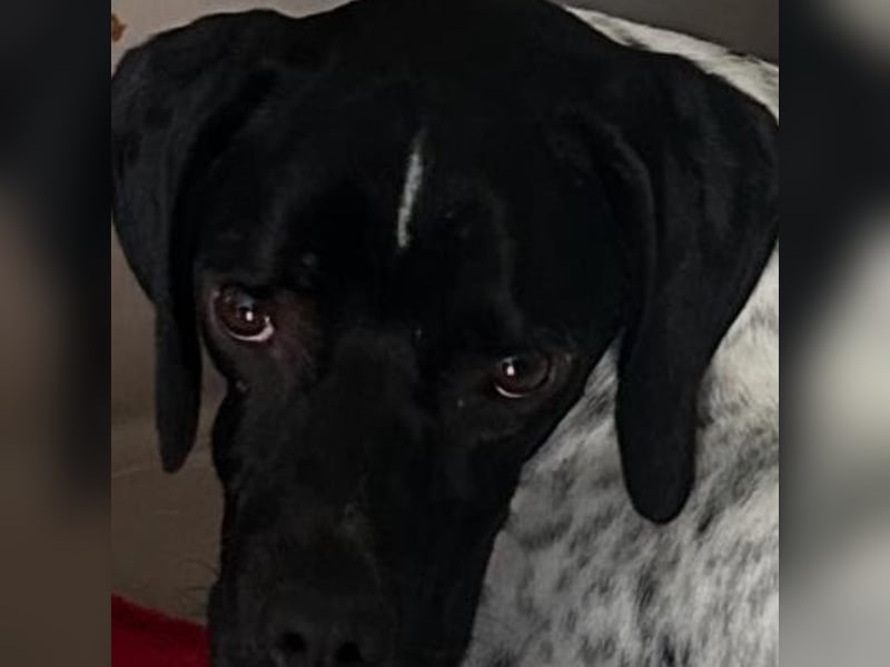 Bamby - eine muntere freundliche Hündin