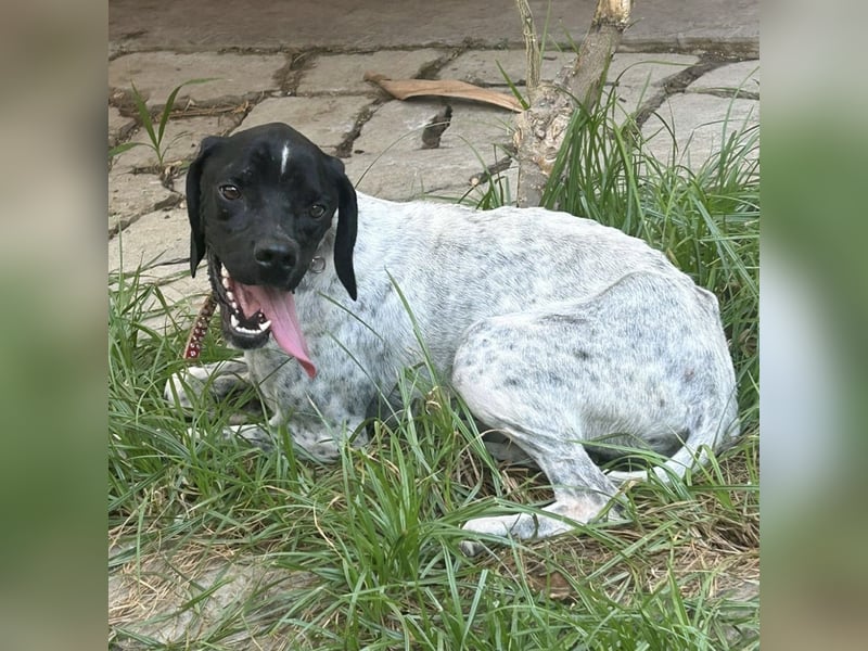 Bamby - eine muntere freundliche Hündin