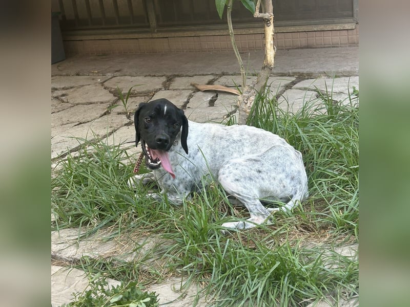 Bamby - eine muntere freundliche Hündin