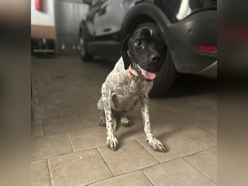 Bamby - eine muntere freundliche Hündin