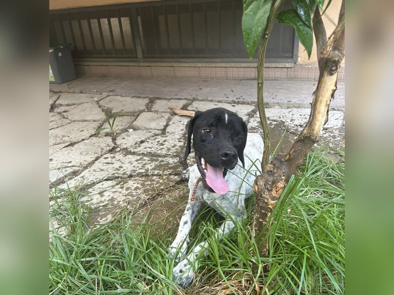 Bamby - eine muntere freundliche Hündin