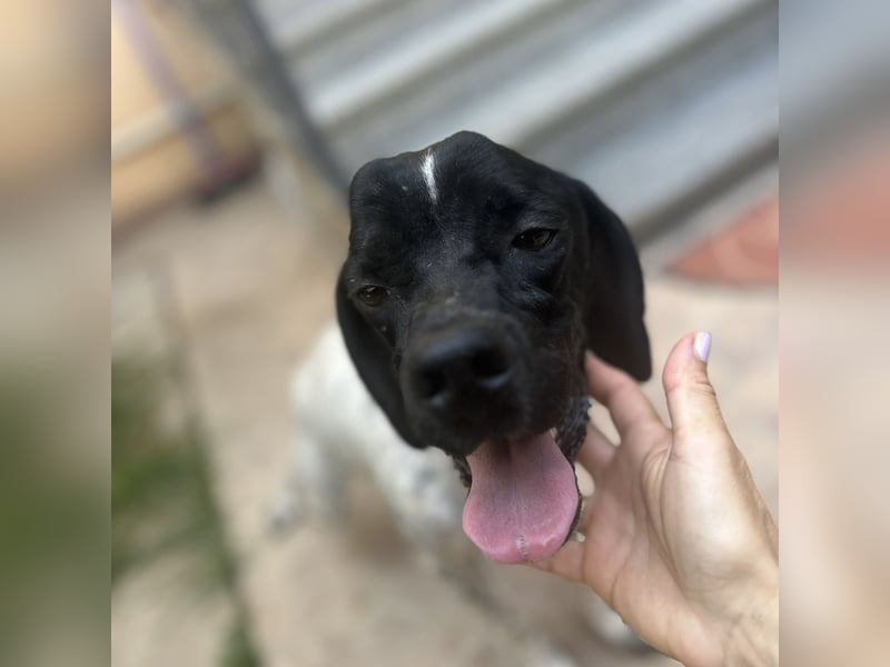 Bamby - eine muntere freundliche Hündin