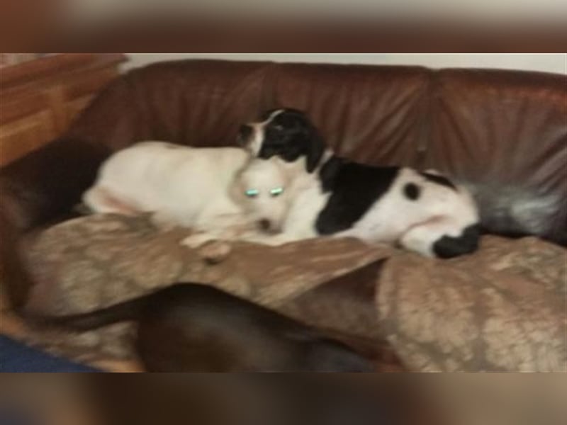 schüchterner BOMBAY sucht ein HEim....  NOTFALL  Paten gesucht  