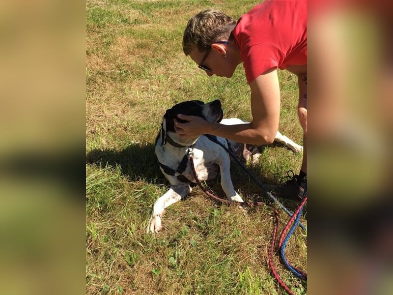 schüchterner BOMBAY sucht ein HEim....  NOTFALL  Paten gesucht  