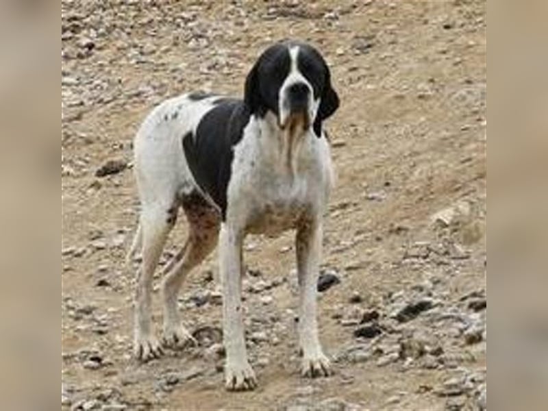 schüchterner BOMBAY sucht ein HEim....  NOTFALL  Paten gesucht  