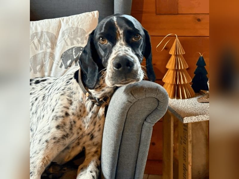 Lola - Dalmatiner x Gazelle = Pointer Lola