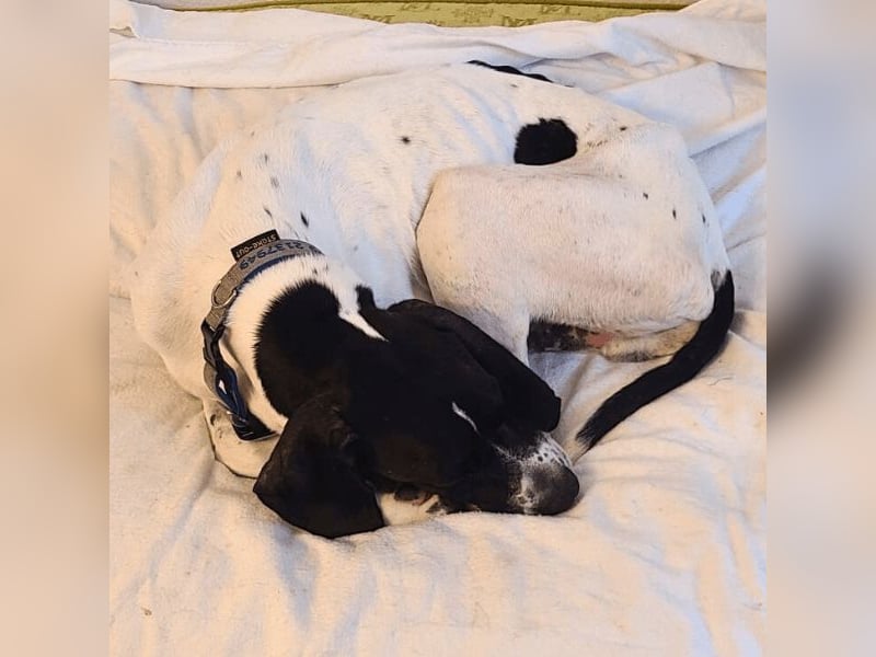 Dalton - Zeit endlich zur Ruhe zu kommen