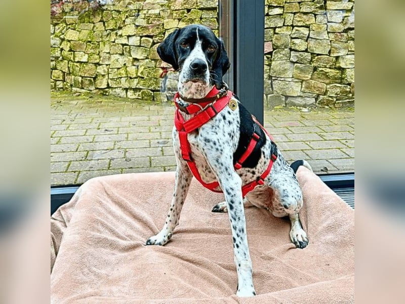 Lola - Dalmatiner x Gazelle = Pointer Lola