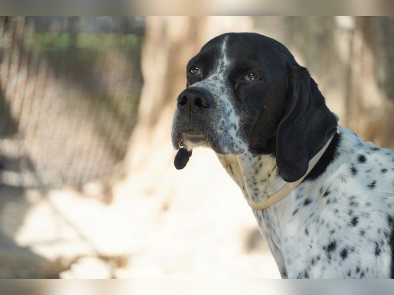 Lola - Dalmatiner x Gazelle = Pointer Lola