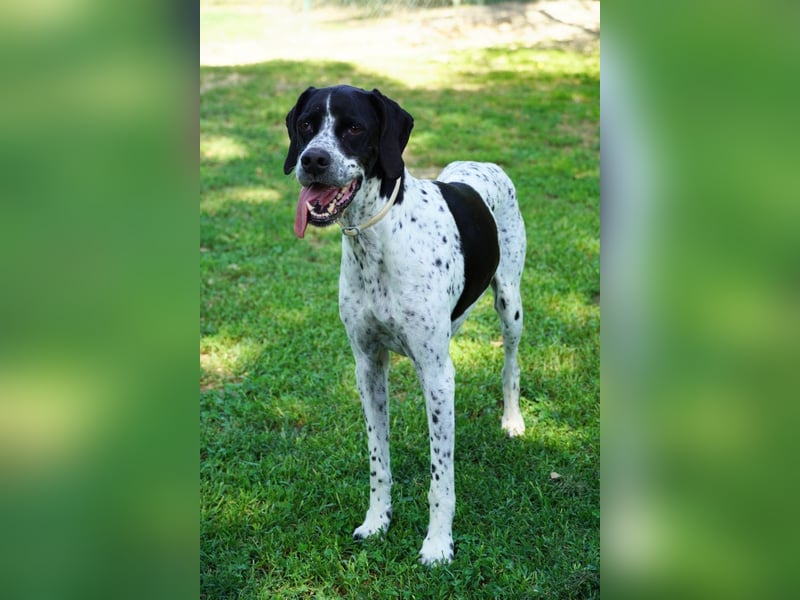 Lola - Dalmatiner x Gazelle = Pointer Lola