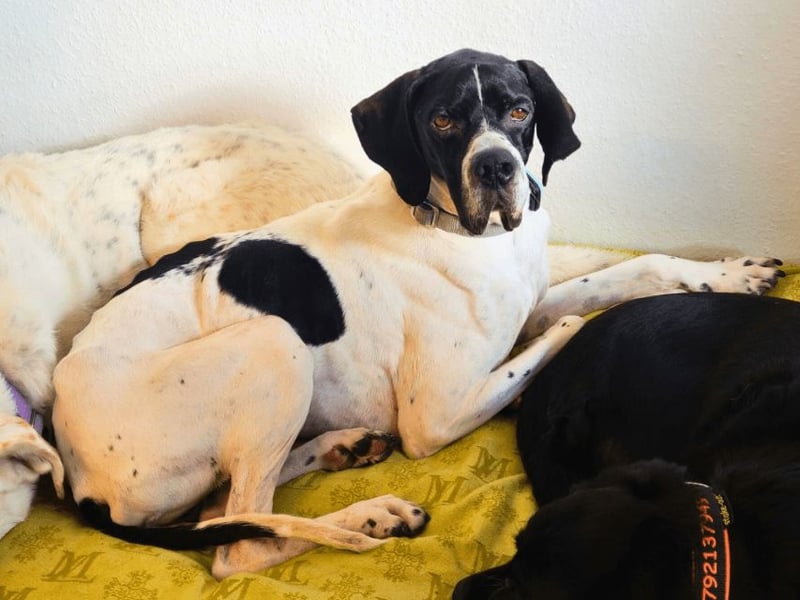 Dalton - Zeit endlich zur Ruhe zu kommen